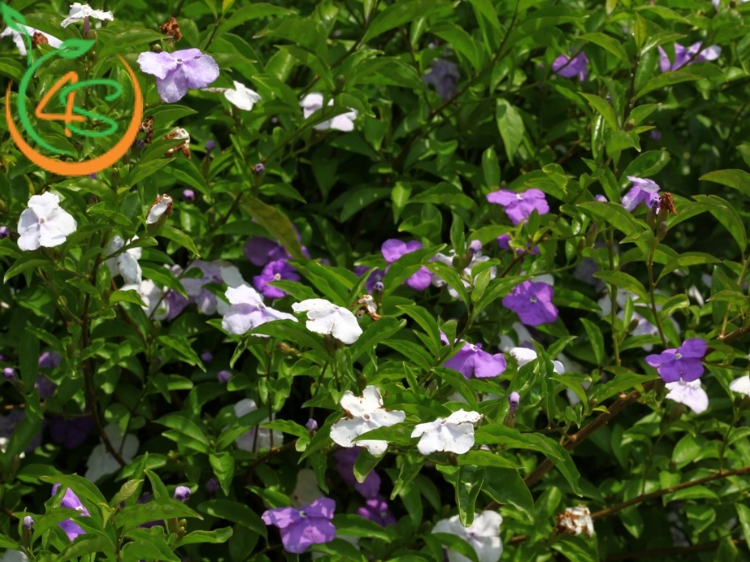 Cây Lài Nhật 12 cây lài nhật