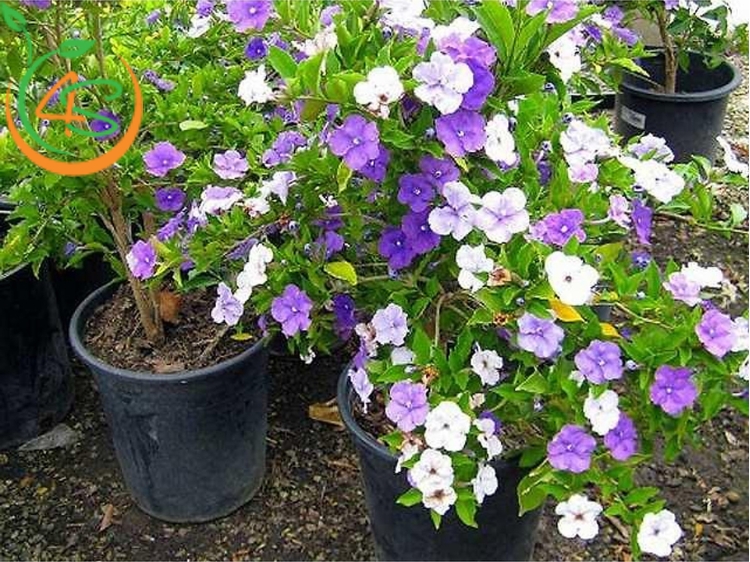 Cây Lài Nhật 9 cây nhài nhật