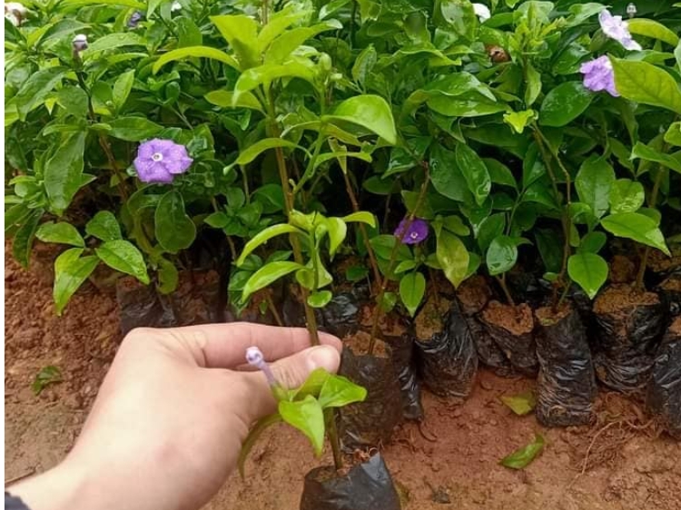 Cây Lài Nhật 15 cây lài nhật