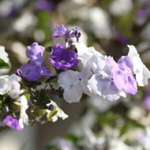 cay-lai-nhat-hinh-thai