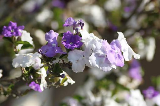 cay-lai-nhat-hinh-thai