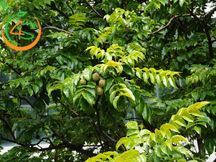 Cây Lát Hoa (gỗ lát) 8 cây lát hoa