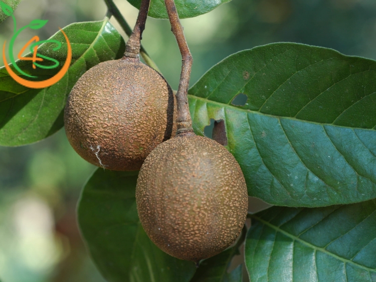 Cây Lát Hoa (gỗ lát) 9 cây lát hoa