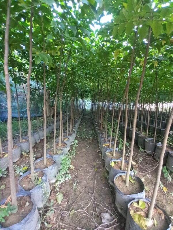 Cây lát hoa công trình 15 kích thước cây Lát Hoa công trình