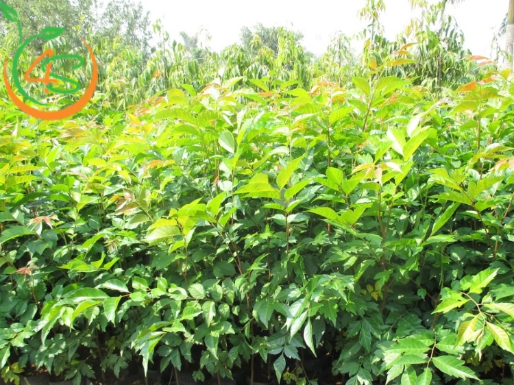 Cây Lát Hoa (gỗ lát) 10 Cây lát hoa giống