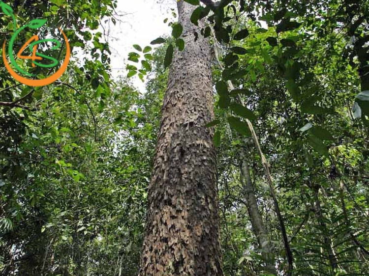 Cây Lát Hoa (gỗ lát) 11 Cây gỗ lát hoa