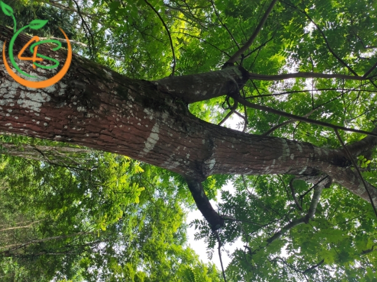 Cây Lát Hoa (gỗ lát) 12 Cây gỗ lát hoa