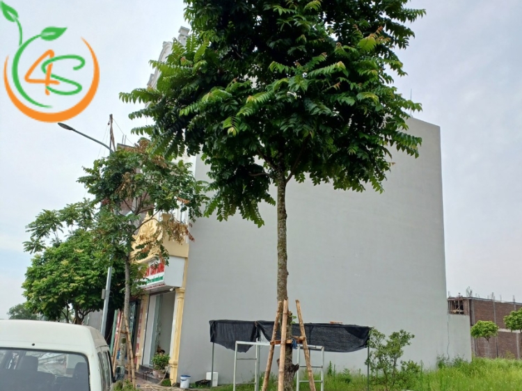 Cây Lát Hoa (gỗ lát) 13 Cây lát hoa công trình