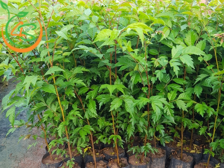 Cây Lát Hoa (gỗ lát) 15 Cây lát hoa giống