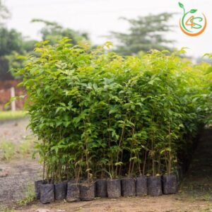 cay-lat-hoa-cay-giong-4s