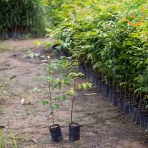 cay-lat-hoa-cay-giong-4s