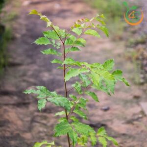 cay-lat-hoa-cay-giong-4s