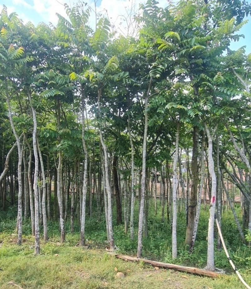 Cây lát hoa công trình 13 ảnh cây lát hoa công trình