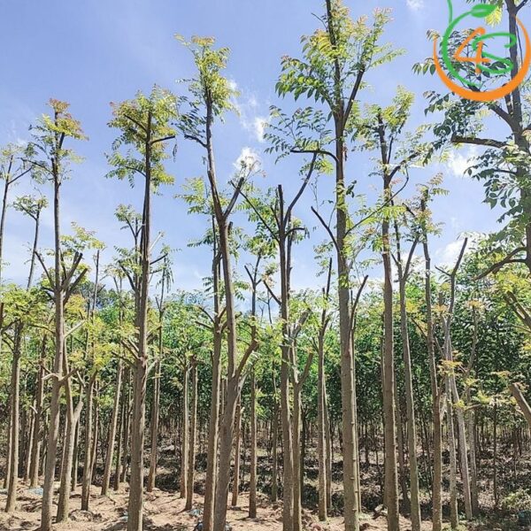 Cây lát hoa công trình 14 giá cây lát hoa công trình chất lượng