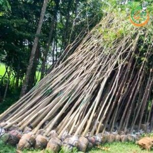 cây lát hoa công trình