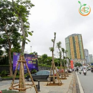 cây lát hoa công trình bóng mát đường phố giá rẻ