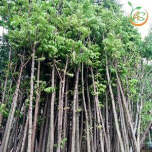 cây lát hoa công trình bóng mát