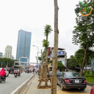 cây lát hoa công trình bóng mát