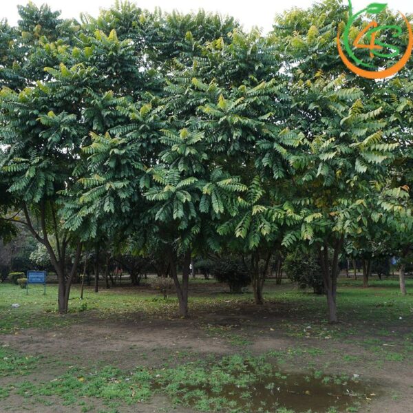 Cây lát hoa công trình 8 cây lát hoa công trình