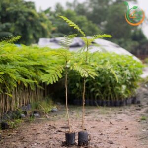 cay-lim-xet-cay-giong-4s