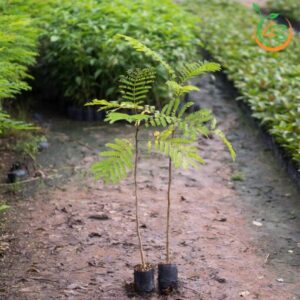 cay-lim-xet-cay-giong-4s