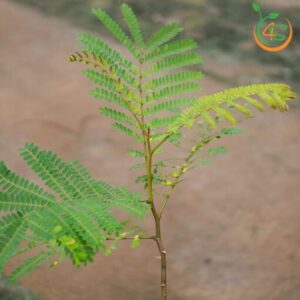 cay-lim-xet-cay-giong-4s