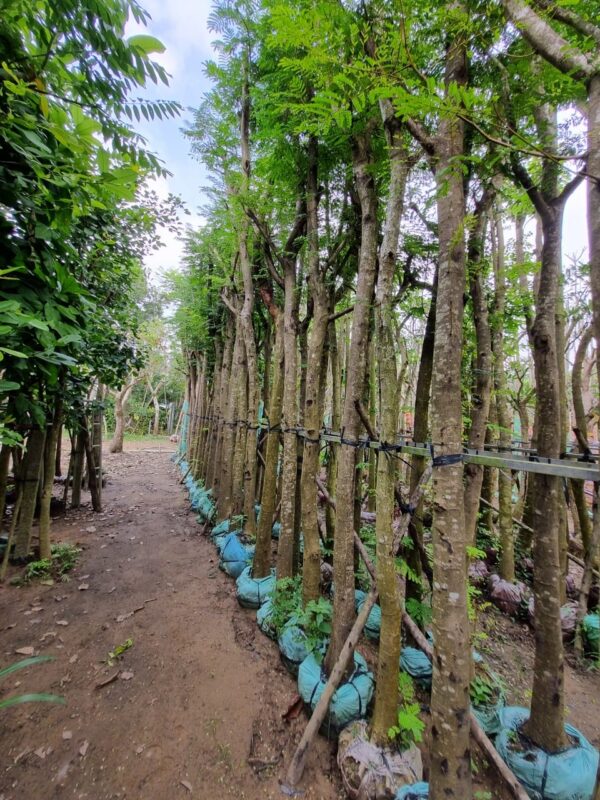 Cây Lim Xẹt 9 cây giống lim xẹt