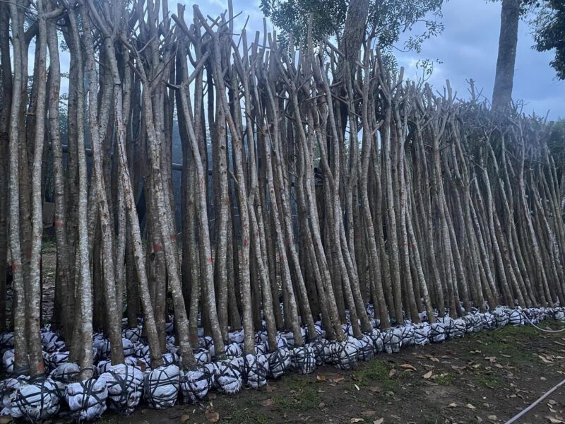 Cây lim xẹt công trình 11 Nguồn cây gỗ Lim Xẹt công trình