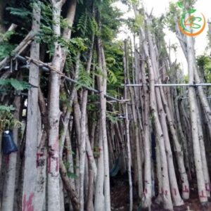 cây lim xẹt công trình bóng mát