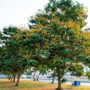 cây lim xẹt công trình bóng mát