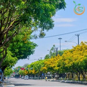 Hàng cây lim xẹt công trình ra hoa