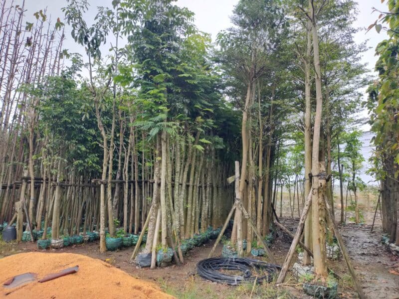 Cây lim xẹt công trình 12 Lim Xẹt đã được dâm ủ sẵn