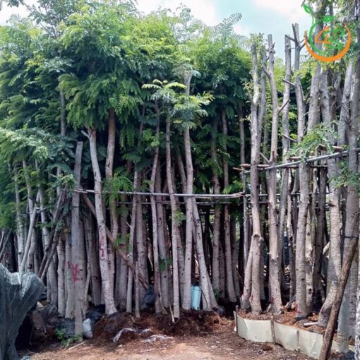 cây lim xẹt công trình bóng mát giá rẻ