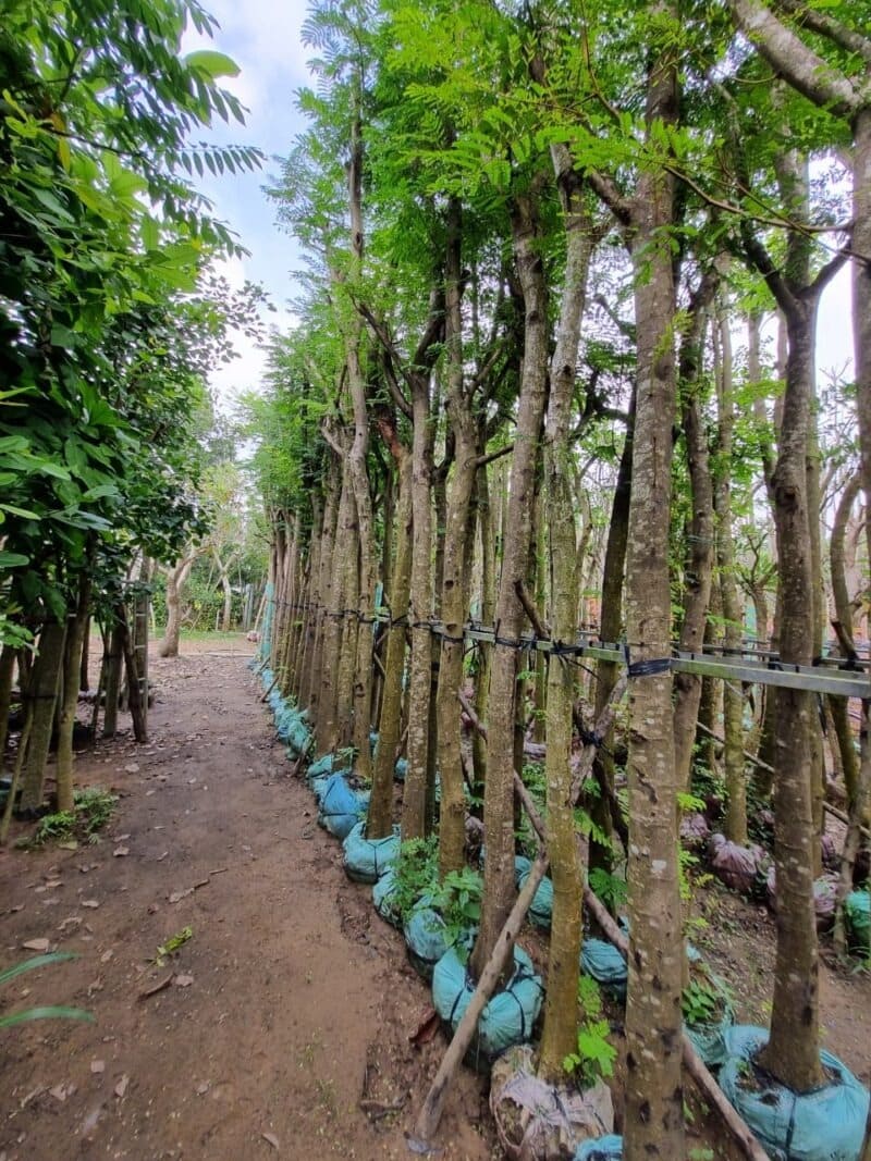 Cây lim xẹt công trình 10 Cây Lim Xẹt công trình giá rẻ