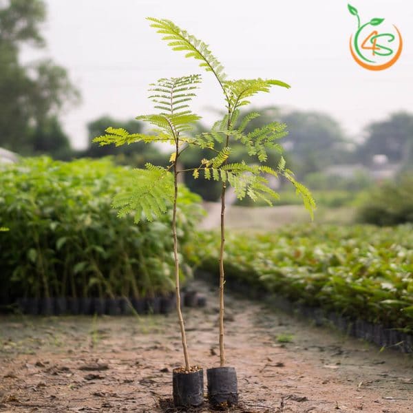 Cây Lim Xẹt 8 cây lim xẹt