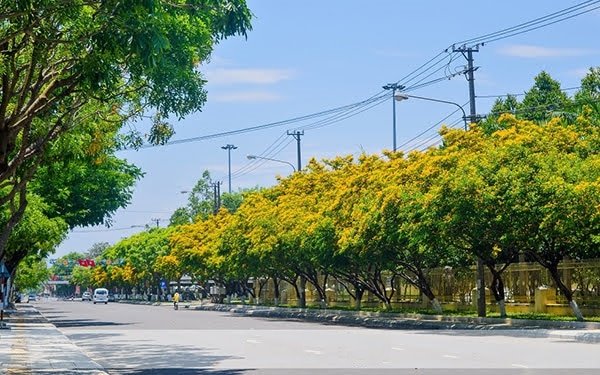 Cây Lim Xẹt 11 Hoa muồng kim phượng