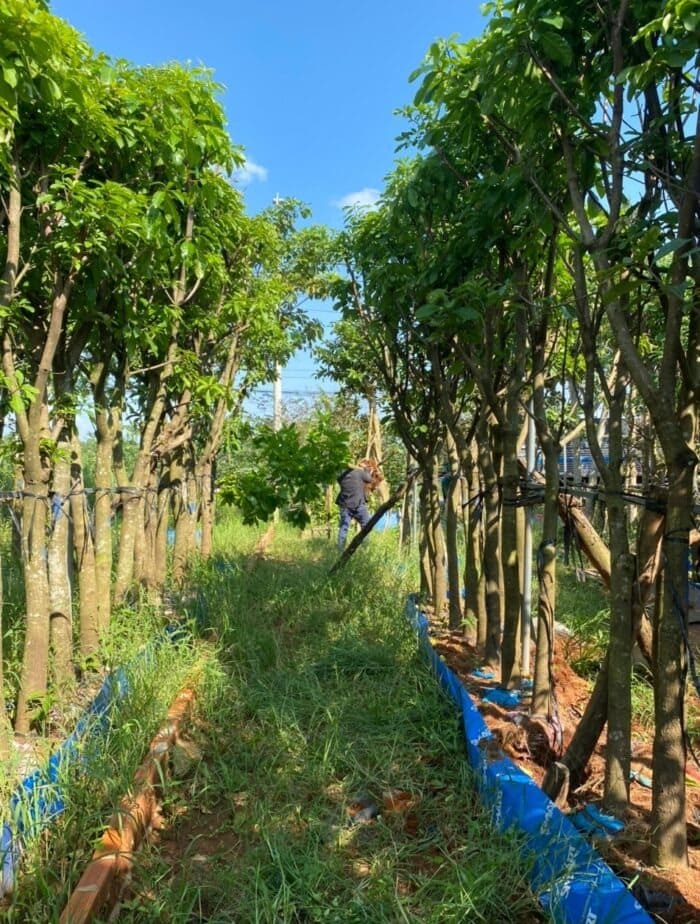 Cây lộc vừng công trình 13 Cây lộc vừng tại vườn cây giống 4S