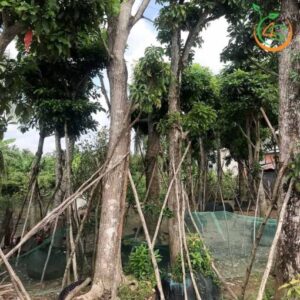 cây lộc vừng công trình bóng mát