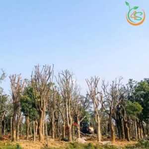 cây hoa lộc vừng công trình bóng mát