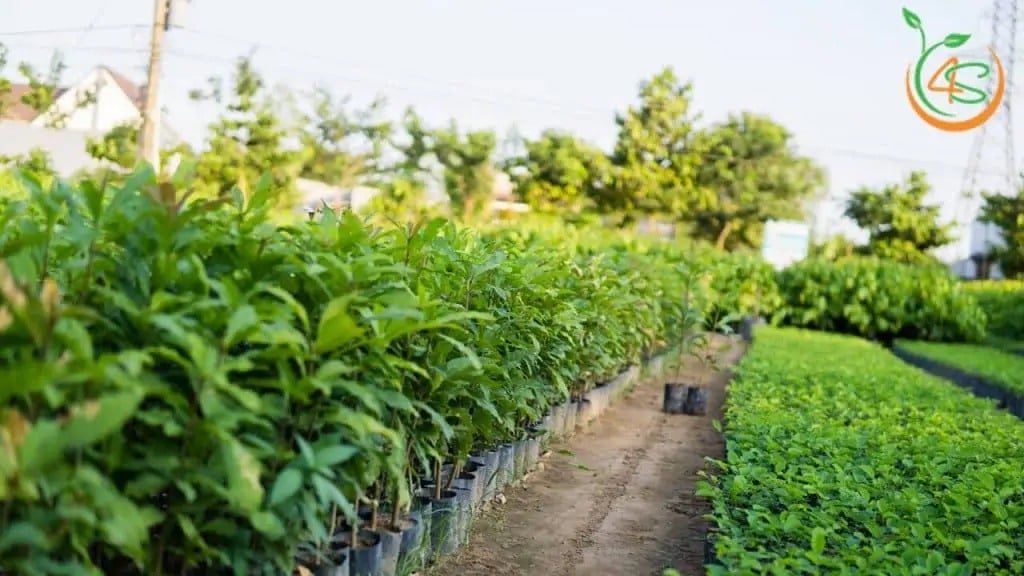 Cây Lộc Vừng 11 cây lộc vừng giống