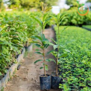 cây lộc vừng giống