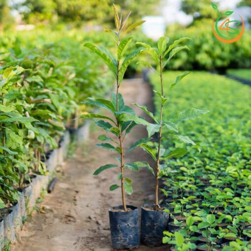 cây lộc vừng giống