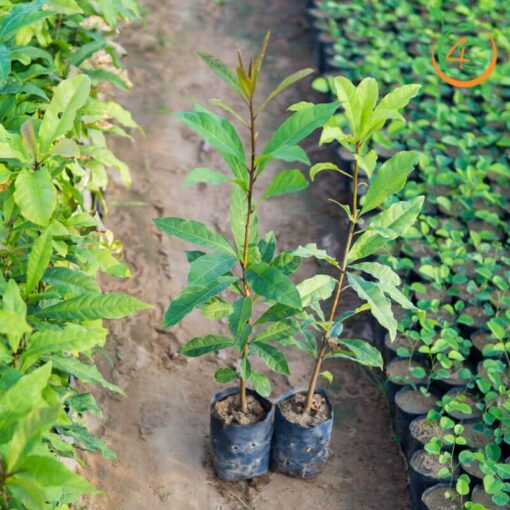 cay-loc-vung-giong-cay-giong-4s