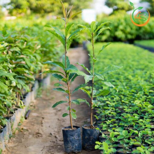 cay-loc-vung-giong-cay-giong-4s