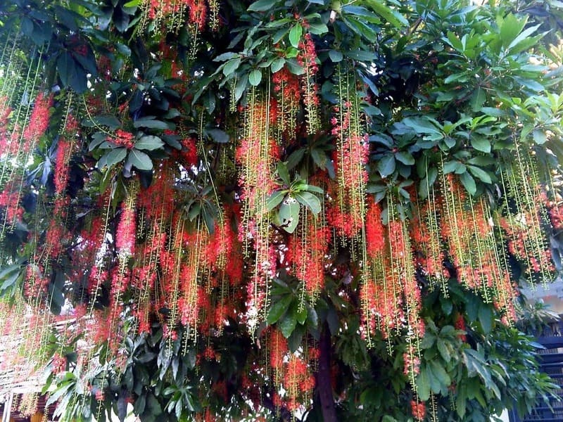 Cây Lộc Vừng 8 Đặc điêm cây lộc vừng