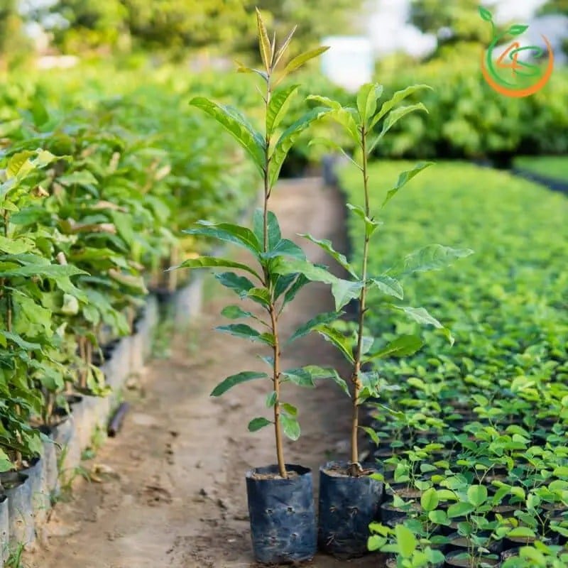 Cây Lộc Vừng 6 cây lộc vừng con