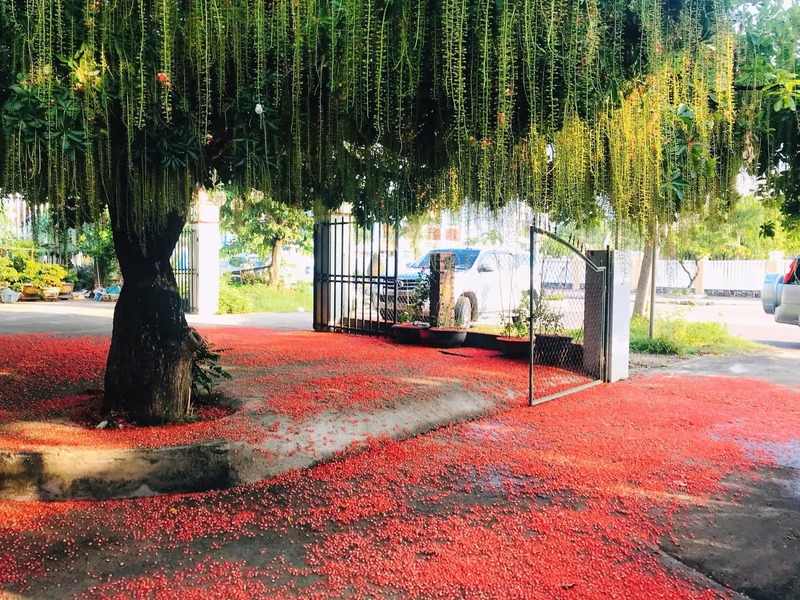 Cây Lộc Vừng 9 cây lộc vừng giống