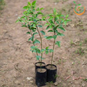 cây long não giống