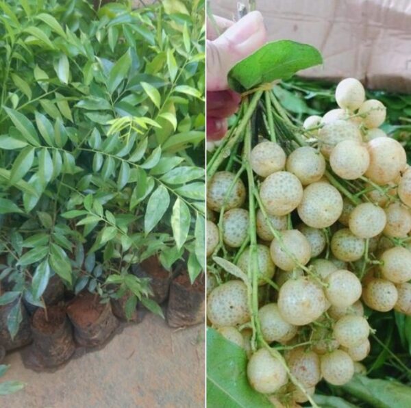 Cây Mắc Mật 11 cây giống mắc mật