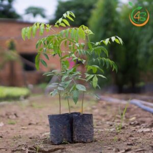 ay-mac-mat-cay-giong-4s